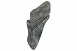 Partial Megalodon Tooth - South Carolina #272557-1